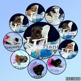 Shih Tzu Puppies from LaDawn’s Little Lions