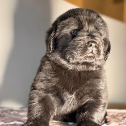 Mini Muffin - Black female Newfoundland puppy in Tully, New York from Bear Paw Newfoundlands