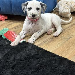 Dalmatian, Poodle, and Rhodesian Ridgeback Puppies from Ruffles, Ridges, & Spots!
