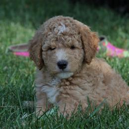 Goldendoodle Puppies from Pampered Paws Pet Massage / Jaynie's Pack of Doodles