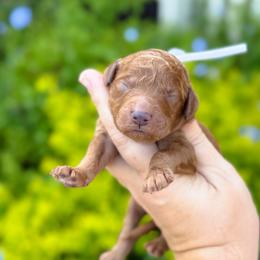 Cash - Red  male Goldendoodle puppy in Wharton, Texas from Little Fur Friends