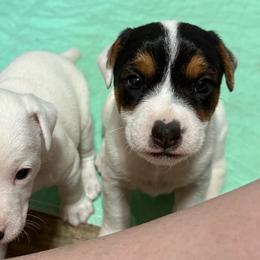 Ransom - Tri-color female Jack Russell Terrier puppy in Yakima County, Washington from Saddle Rock Kennels