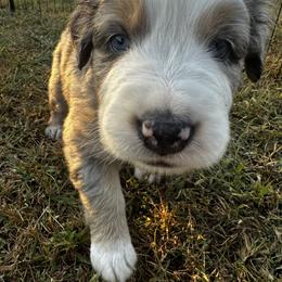 Australian Shepherd Puppies from Hamilton Farms