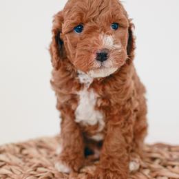 Goldendoodle Puppies from K Farm Doodles