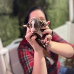 Australian Shepherd and Miniature Australian Shepherd Puppies from Renegade Point Stock Dogs