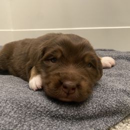 Australian Shepherd Puppies from Rocky Mountain Aussies
