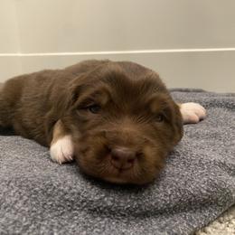 Australian Shepherd Puppies from Rocky Mountain Aussies