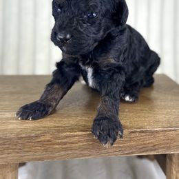 Tricolor male - Tri-color male Bernedoodle puppy in Crete, Illinois from Plum Valley Pups