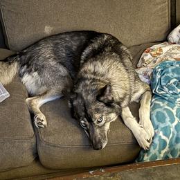 Chili - Siberian Husky