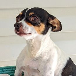 Lucy - Chihuahua