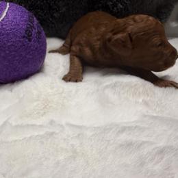 AKC Girl 4 - Red  female Poodle puppy in Southwest Ranches, Florida from Herringbone ‘s Poodles