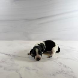 Piebald  female - Piebald female Dachshund puppy in Wills Point, Texas from East Mini Dachshunds Texas