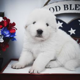 Border Collie, Bordoodle, and Maremma Sheepdog Puppies from 2J 2K Border Collies