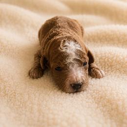 Boy 1 - Red  male Poodle puppy in Eckert, Colorado from High Desert Poodles