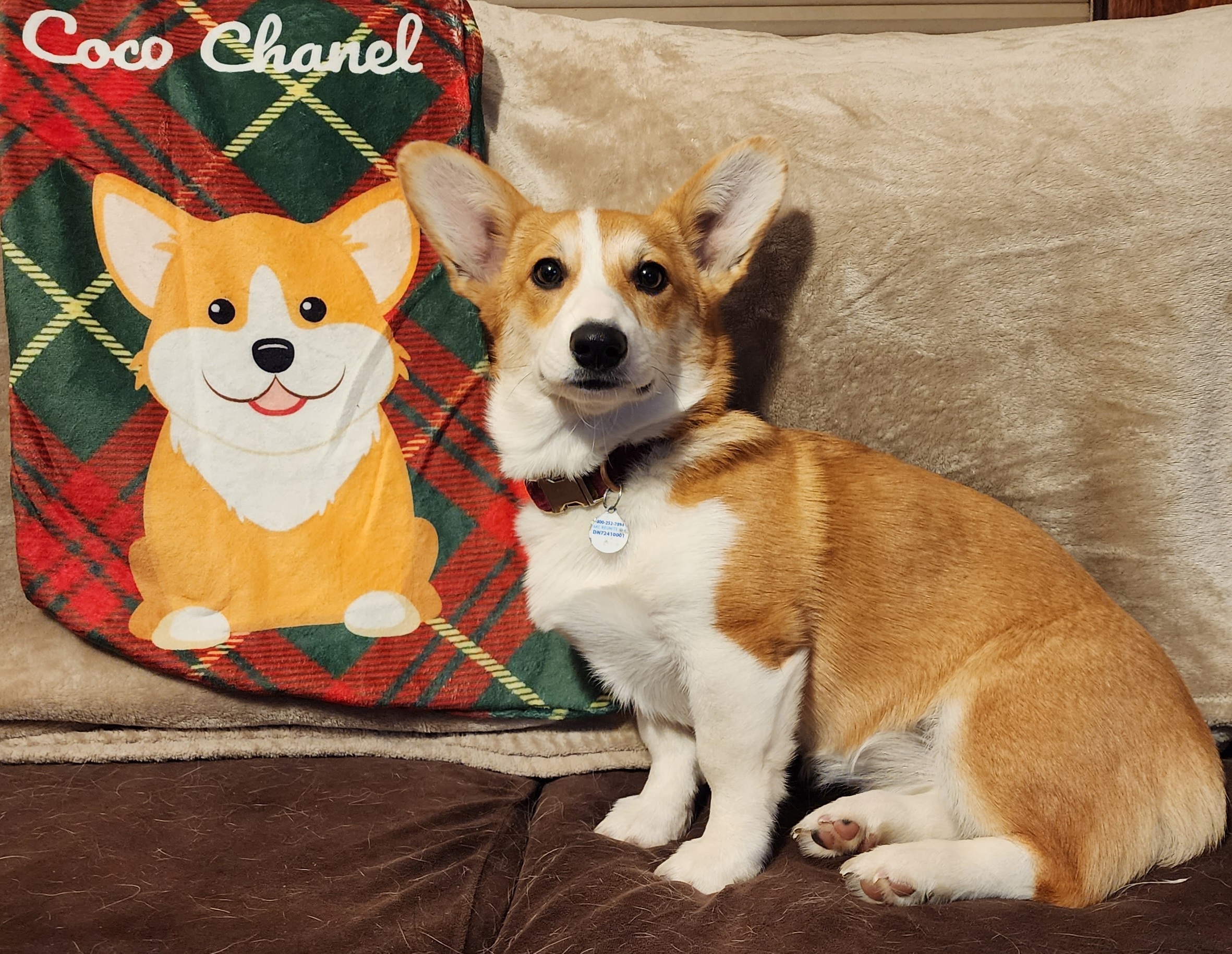 American Corgi and Pembroke Welsh Corgi All Grown Up from Canal Corgis