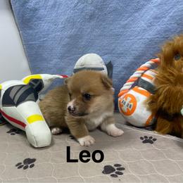 Leo - Red male Pembroke Welsh Corgi puppy in Apison, Tennessee from Ashmore Corgis