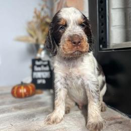 English Springer Spaniel Puppies from Southbend Springers