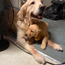 Golden Retriever Puppies from Retrievers Gold AZ
