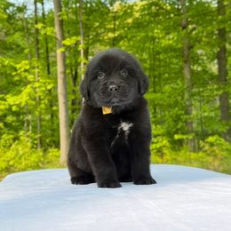 Maria OFA - Black female Newfoundland puppy in Falmouth, Michigan from Dyer Lake Newfoundland’s