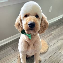 Bear - Goldendoodle