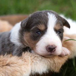 Quincy - White and blue male Border Collie puppy in Fresno, California from Alpine Tails