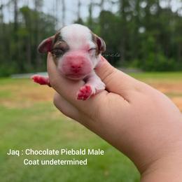 Jaq - Piebald male Dachshund puppy in Quitman, Mississippi from S-and-A Kennels