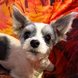 Gizmo - Yorkshire Terrier
