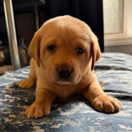 Black collar - Yellow male Labrador Retriever puppy in Dover Plains, New York from Clearmountain Retrievers