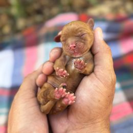 Forrest - Ruby male Cavalier King Charles Spaniel puppy in Edmond, Oklahoma from Little Acorn: Cavalier & Bernese