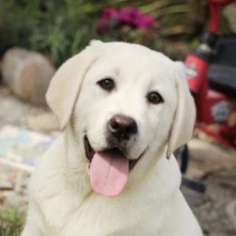 Belle - Labrador Retriever