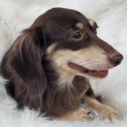 Choco - Dachshund