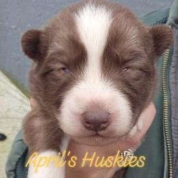Boy 2 - Red and white male Siberian Husky puppy in Terre Haute, Indiana from April's Huskies