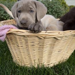Dilute Retriever and Labrador Retriever Puppies from South Shore Labradors