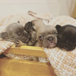 French Bulldog puppies from Dayna’s Cajun Frenchies