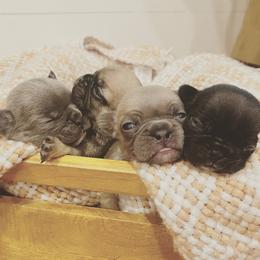 French Bulldog puppies from Dayna’s Cajun Frenchies