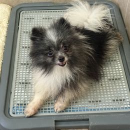 Luke From Russia AKC - Black parti male Pomeranian puppy in North Naples, Florida from Moon Ranch Puppies