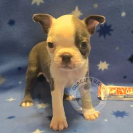 Payday - Blue male Boston Terrier puppy in Columbia Falls, Montana from Glacier Bark Boston Terriers