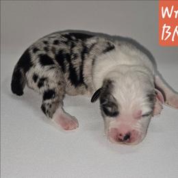 Wrangler - Blue merle male Miniature Australian Shepherd puppy in Orrtanna, Pennsylvania from Mountain Top Shepherd's