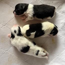 Pomeranian puppies from Heartlove Poms