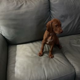 Fancy - Golden rust female Vizsla puppy in Old Town, Florida from Foxfire Vizslas