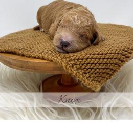 Knox - Red  male Goldendoodle puppy in State Road, North Carolina from Must Love Doodles