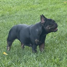 Bonnie who has OFAs - Brindle female French Bulldog puppy in Billings, Montana from Yellowstone Frenchies
