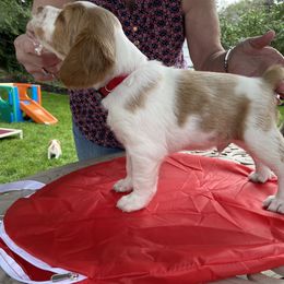 Brittany Puppies from SeaBreeze Brittanys