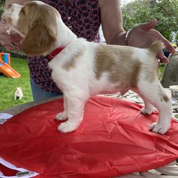 Brittany Puppies from SeaBreeze Brittanys