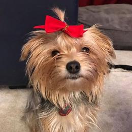 Gadget - Yorkshire Terrier