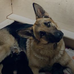 German Shepherd All Grown Up from James McDonnell