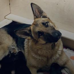 German Shepherd All Grown Up from James McDonnell