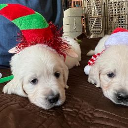 Golden Retriever Puppies from Kansas Prairie Pups