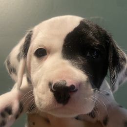 Rigatoni - White and black male Dalmatian puppy in Micanopy, Florida from Fortuna Farms