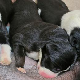 Puppy 3 -Female - Black and white female Border Collie puppy in Danielsville, Georgia from MABorderCollies